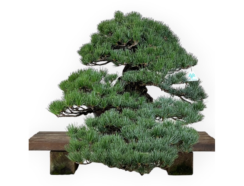 Pinus pentaphylla - Kiefer - 50 cm