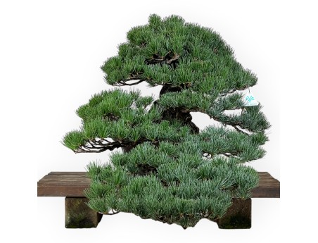 Pinus pentaphylla - Kiefer - 50 cm