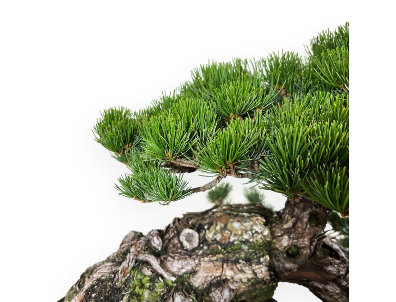 Pinus pentaphylla - Pin - 50 cm