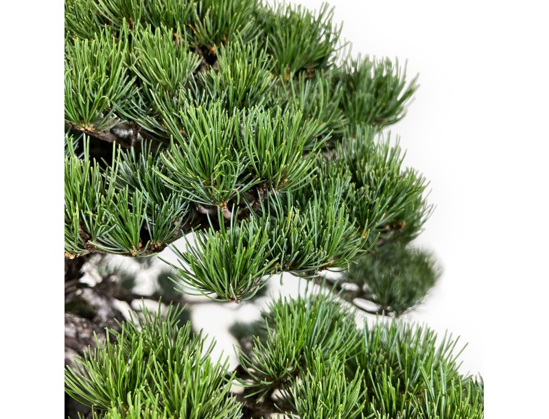 Pinus pentaphylla - Kiefer - 50 cm