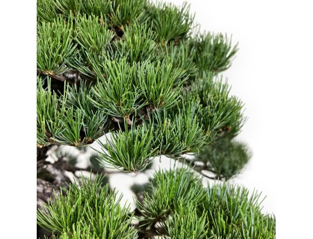 Pinus pentaphylla - Den - 50 cm