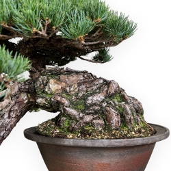 Pinus pentaphylla - Pino - 50 cm