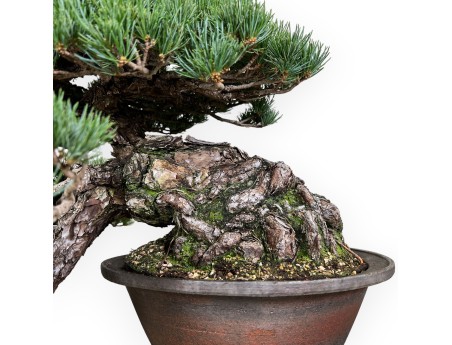 Pinus pentaphylla - Pine - 50 cm