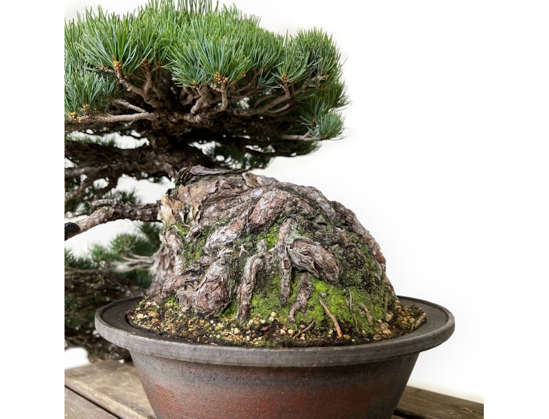 Pinus pentaphylla - Den - 50 cm