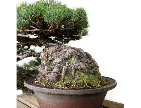 Pinus pentaphylla - Pino - 50 cm