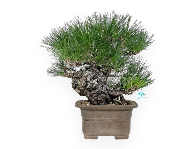 Pinus thunbergii - Schwarzkiefer - 46 cm 2