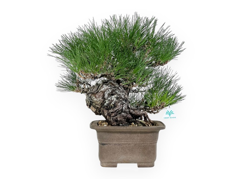 Pinus thunbergii - Pino nero - 46 cm