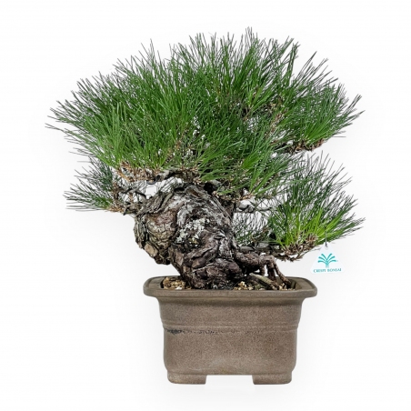 Pinus thunbergii - Pino nero - 46 cm