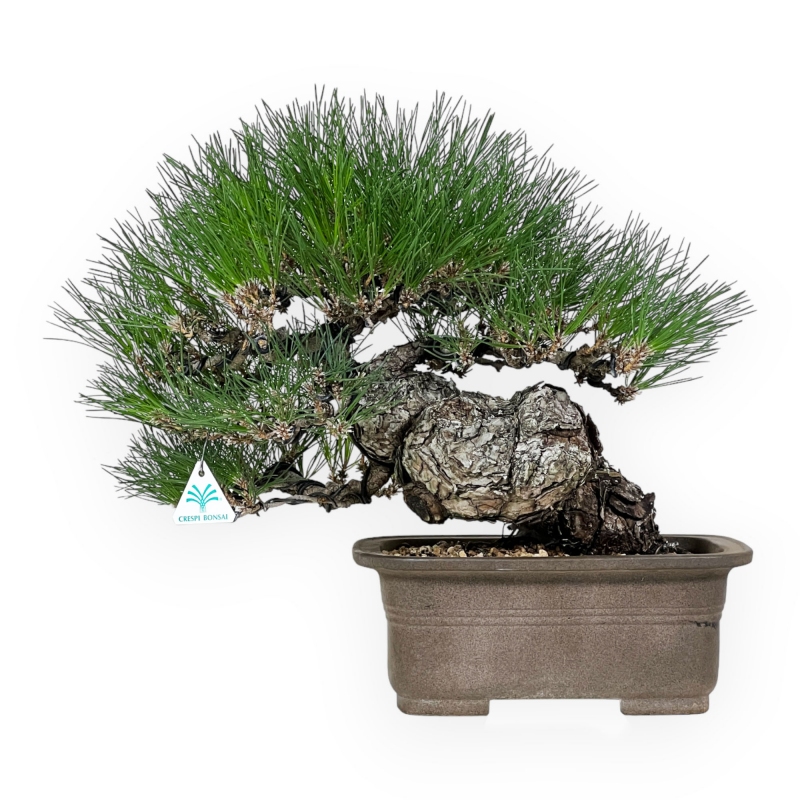 Pinus thunbergii - Zwarte den - 46 cm