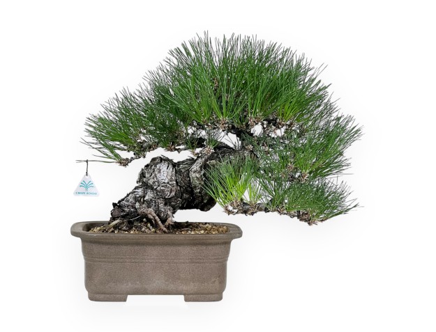 Pinus thunbergii - Zwarte den - 46 cm
