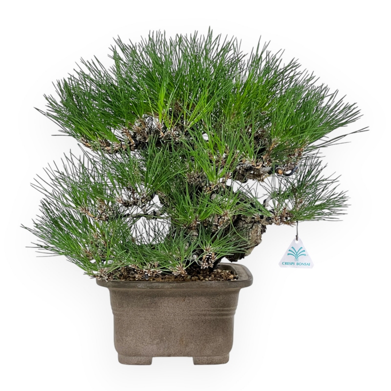 Pinus thunbergii - Pino negro - 46 cm