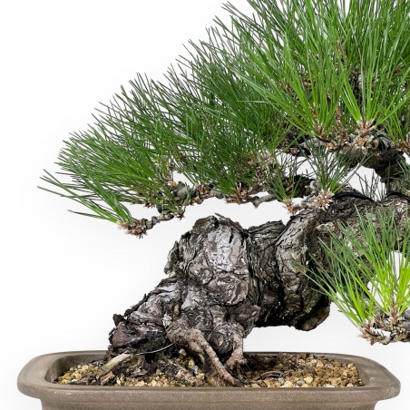 Pinus thunbergii - Zwarte den - 46 cm