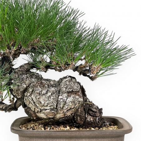 Pinus thunbergii - Schwarzkiefer - 46 cm