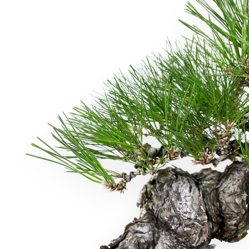 Pinus thunbergii - Zwarte den - 46 cm