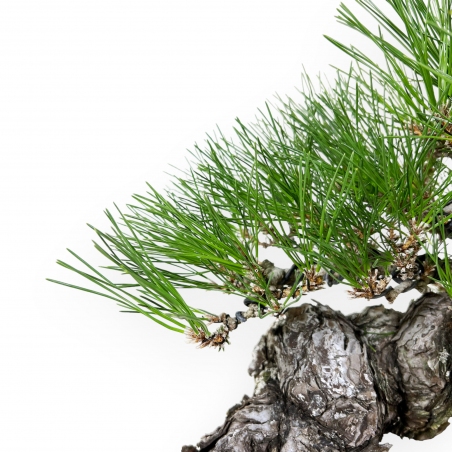 Pinus thunbergii - Schwarzkiefer - 46 cm