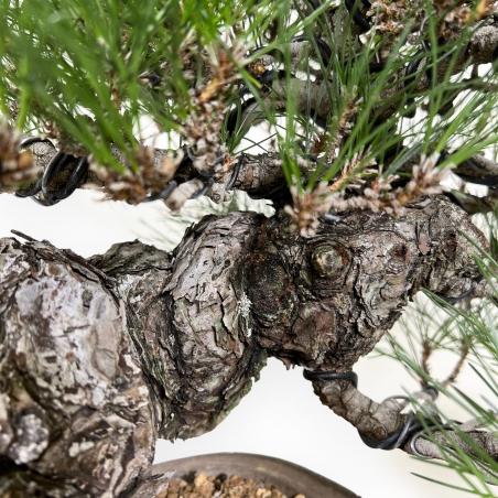 Pinus thunbergii - Schwarzkiefer - 46 cm