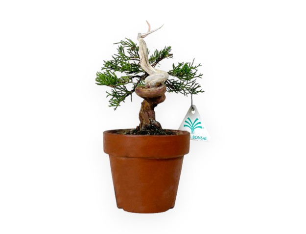 Juniperus chinensis - Ginepro - 21 cm 2