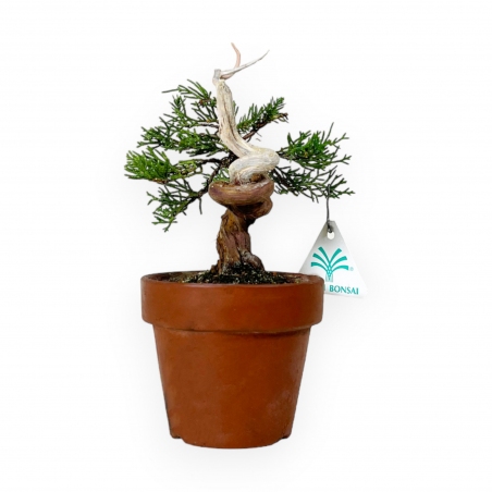 Juniperus chinensis Itogawa - Juniper - 21 cm