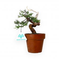 Juniperus chinensis - Ginepro - 21 cm