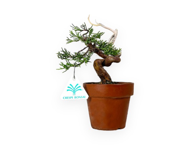 Juniperus chinensis - Ginepro - 21 cm