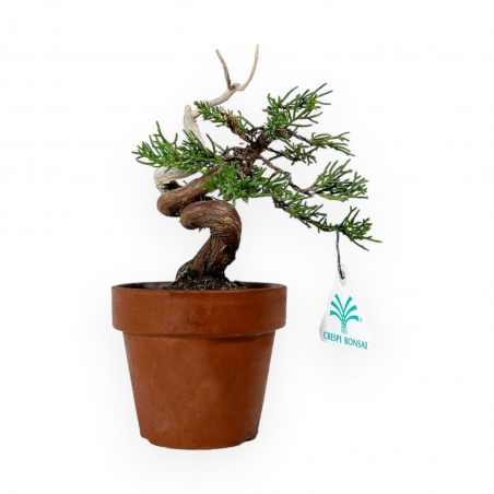 Juniperus chinensis - Ginepro - 21 cm