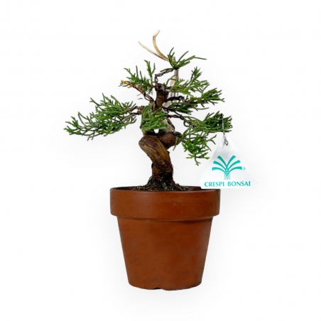 Juniperus chinensis Itogawa - Juniper - 21 cm