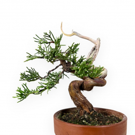Juniperus chinensis Itogawa - Genévrier de Chine - 21 cm