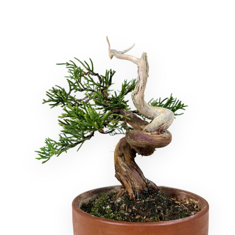 Juniperus chinensis Itogawa - Genévrier de Chine - 21 cm