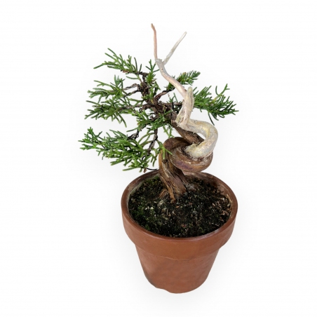Juniperus chinensis Itogawa - Genévrier de Chine - 21 cm