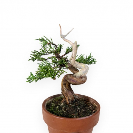 Juniperus chinensis Itogawa - Genévrier de Chine - 21 cm