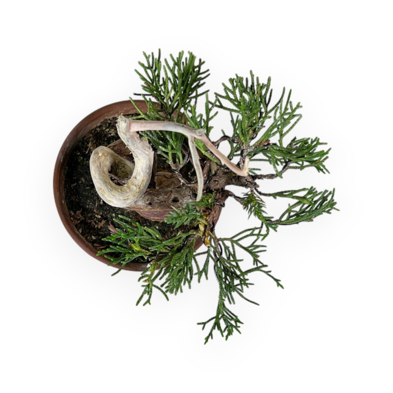 Juniperus chinensis Itogawa - Genévrier de Chine - 21 cm