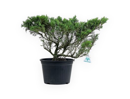 Juniperus chinensis - Juniper - 40 cm
