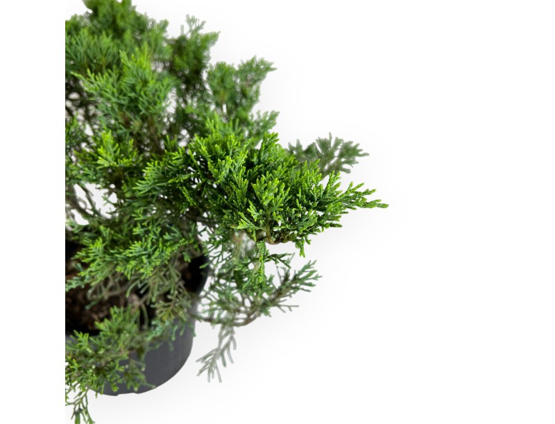 Juniperus chinensis - Ginepro - 40 cm