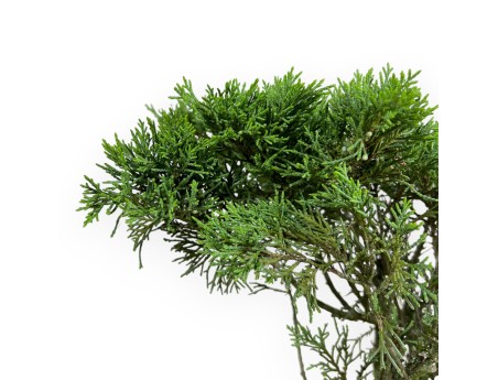Juniperus chinensis - Ginepro - 40 cm