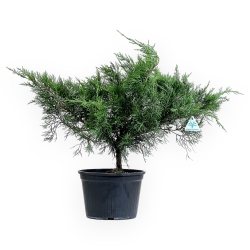Juniperus chinensis - Genévrier- 50 cm