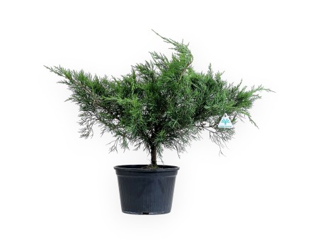 Juniperus chinensis - Genévrier- 50 cm
