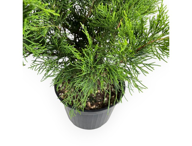 Juniperus chinensis - Juniper - 50 cm 2