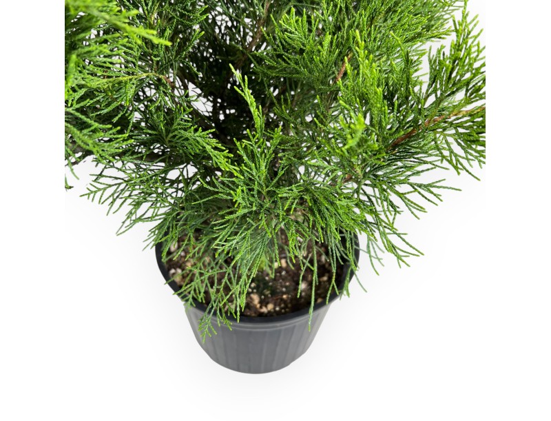 Juniperus chinensis - Ginepro - 50 cm