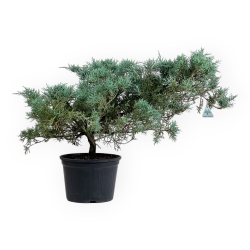 Juniperus chinensis - Juniper - 50 cm