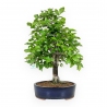 Diospyros kaki - 67 cm