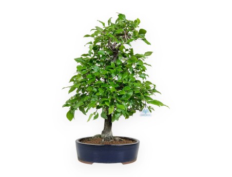 Diospyros kaki - 67 cm