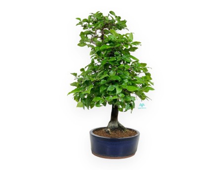 Diospyros kaki - 67 cm