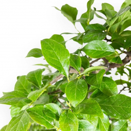 Diospyros kaki - 67 cm