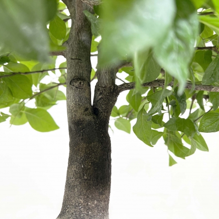 Diospyros kaki - 67 cm