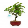 Corylopsis - 23 cm