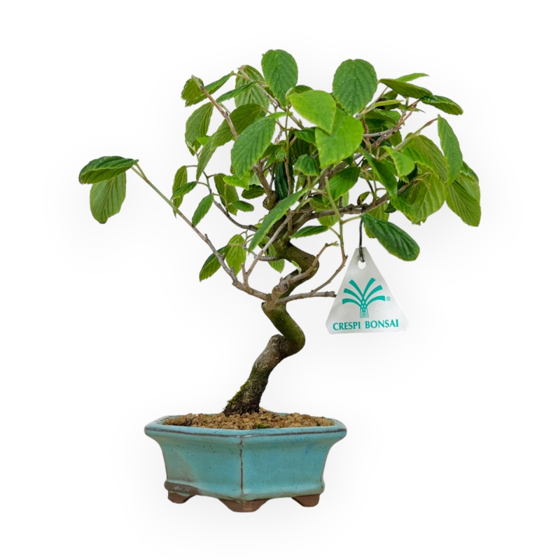Corylopsis - 24 cm