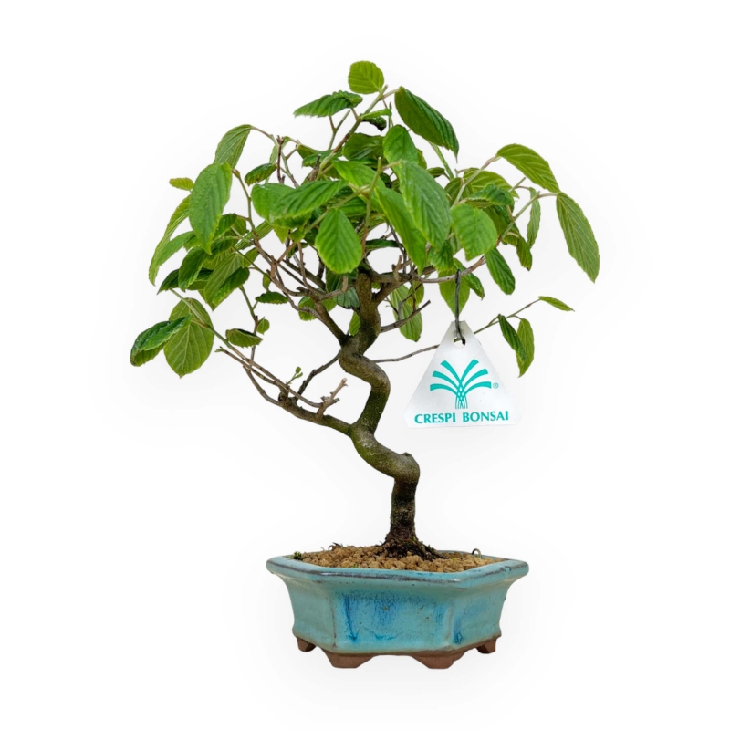 Corylopsis - 24 cm