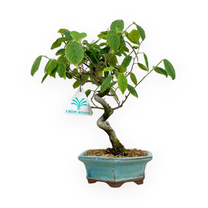 Corylopsis - 24 cm