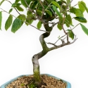 Corylopsis - 24 cm