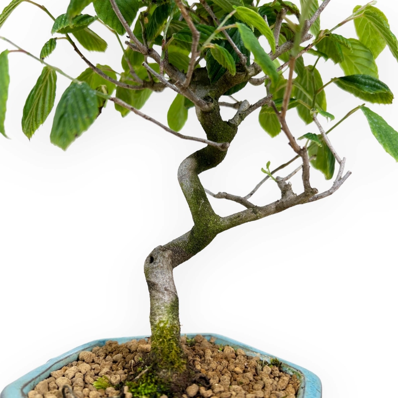 Corylopsis - 24 cm